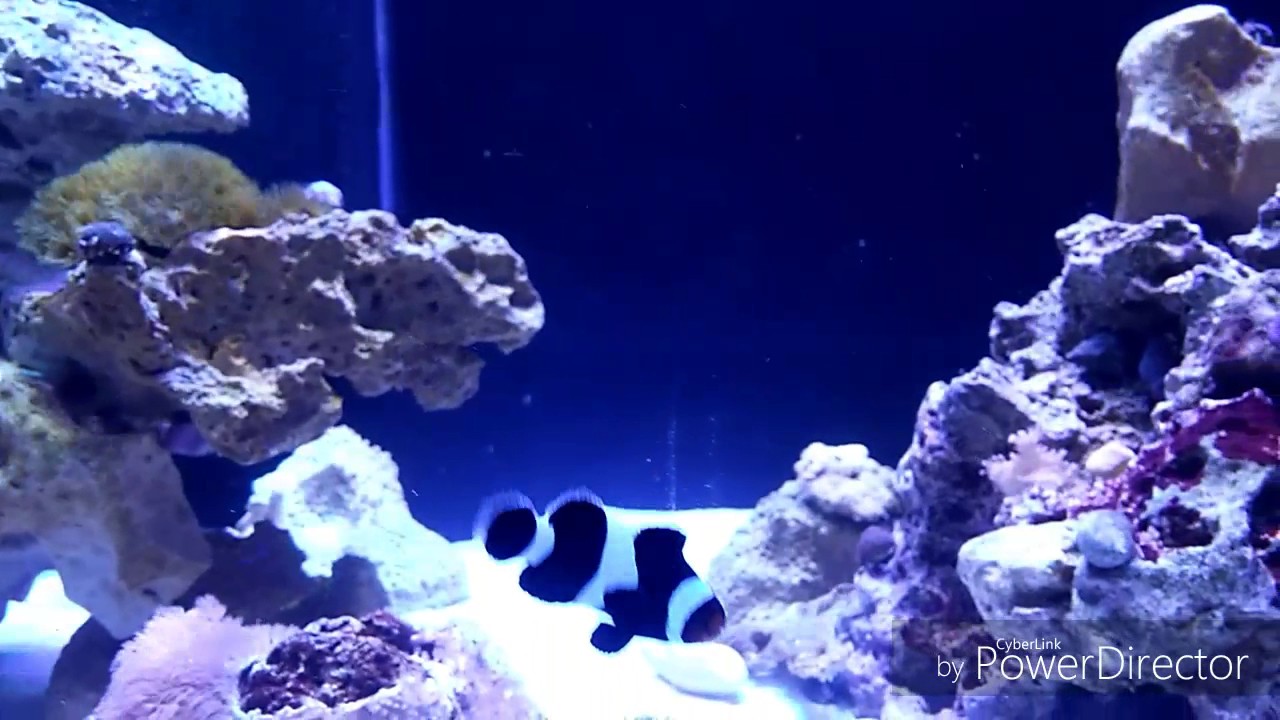 Doença comum em peixe palhaço,mas pouco conhecida!