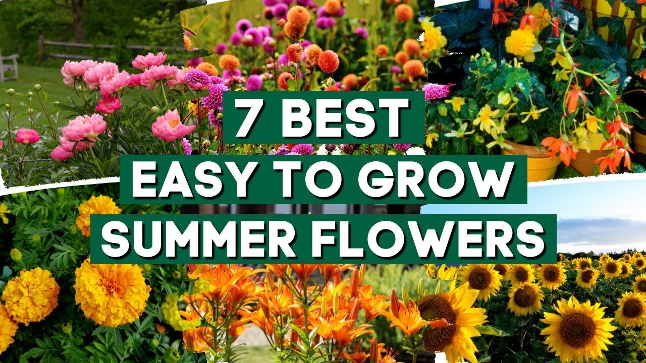 7 Easy to Grow Summer Flowers to Plant in Your Garden🌺🌸🌼 // PlantDo Garden 💚