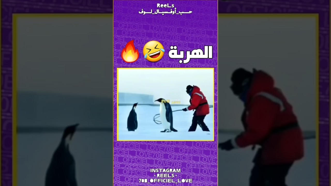 la recette du pingouin, par un chef mrrakchii