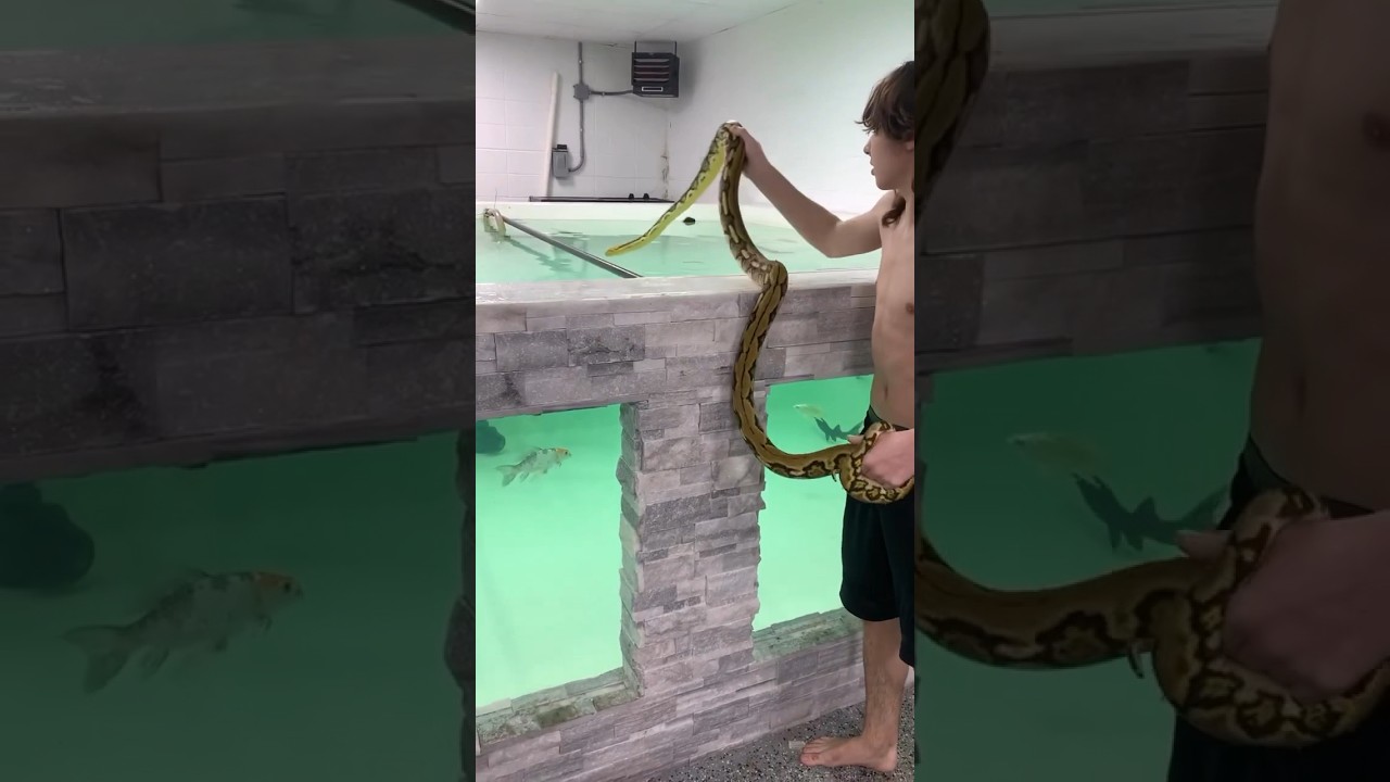 I Found a Massive Snake in my Aquarium&hellip;😳