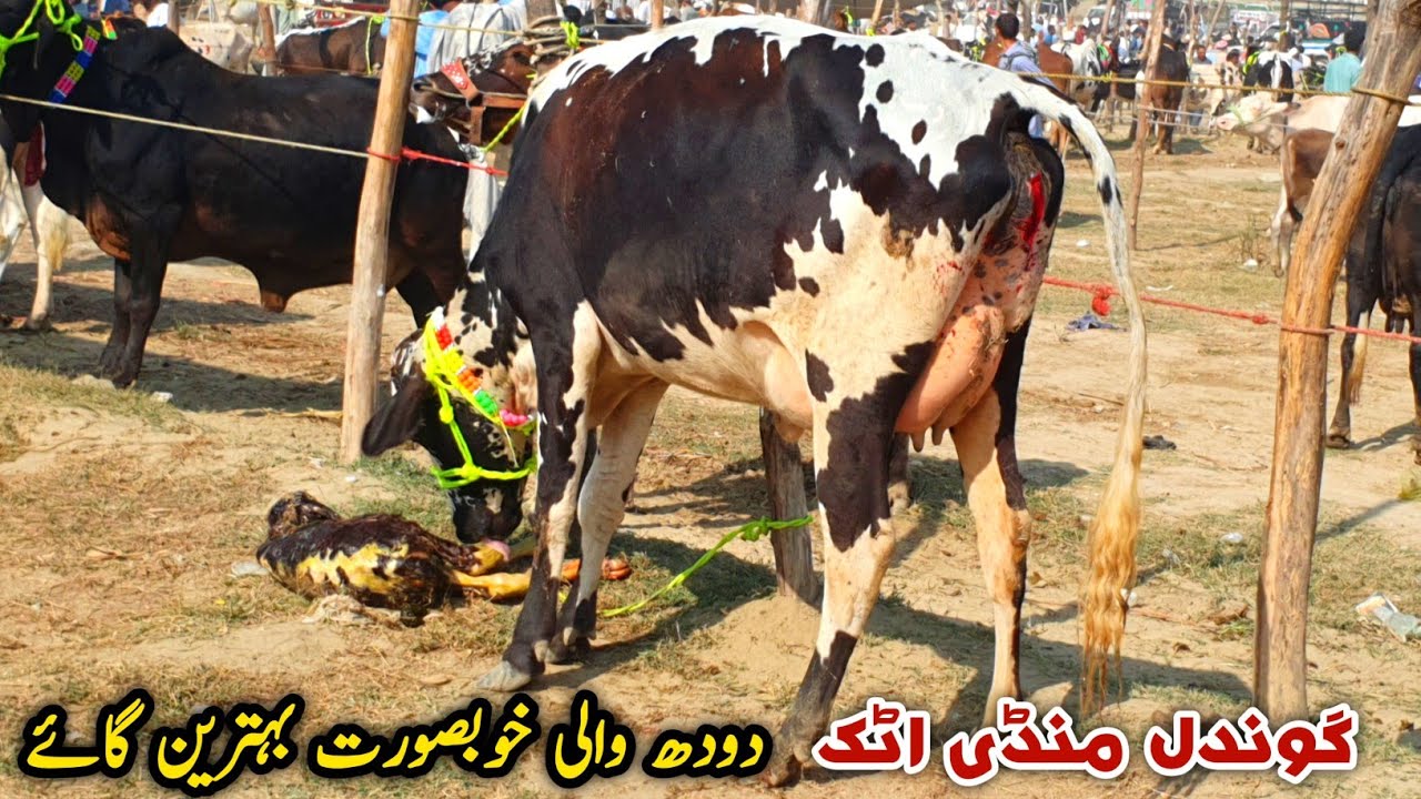 Fresh Milking Cows Doodh Wali Gaye Gondal Mandi Attock Update November 2024