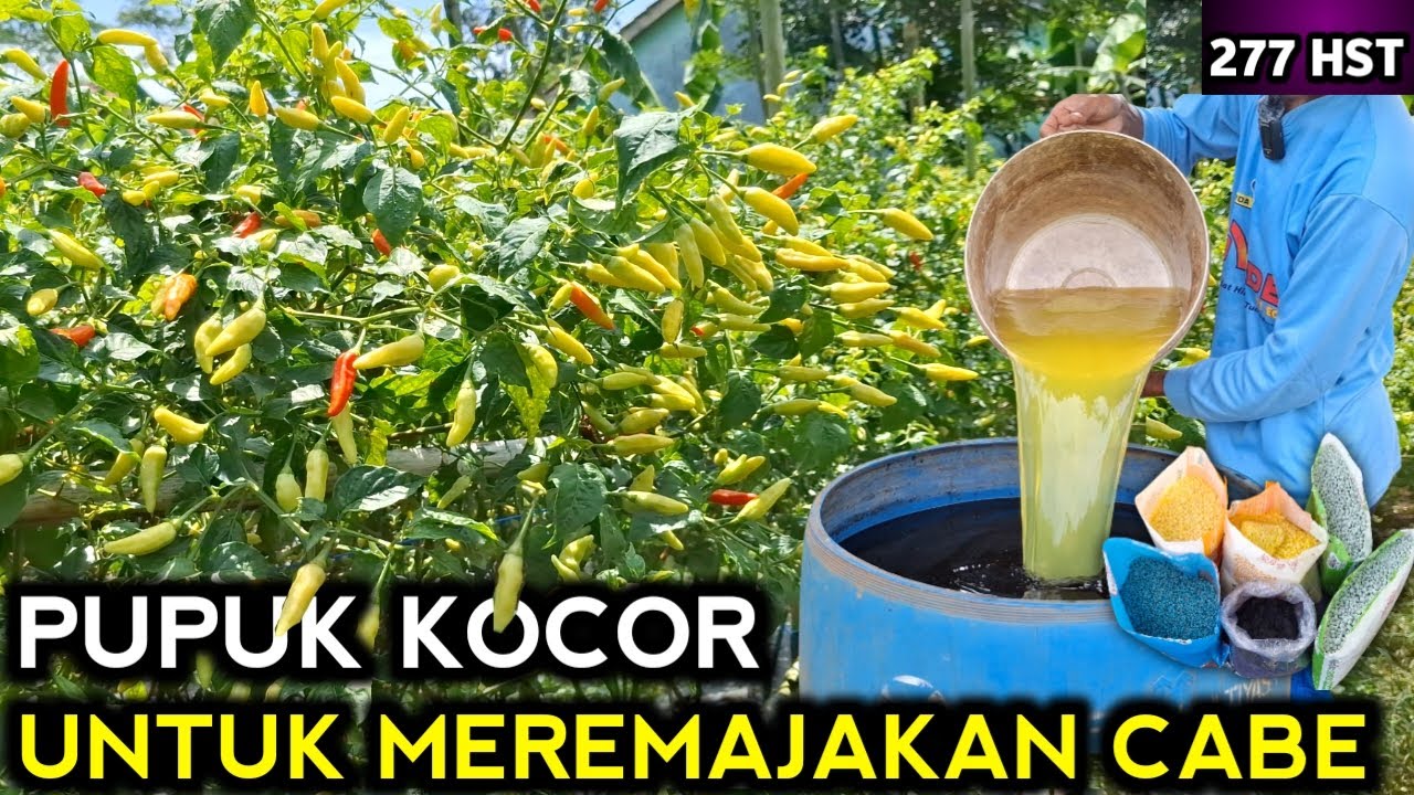 🔴 PUPUK KOCOR UNTUK MEREMAJAKAN CABE AGAR BUAHNYA BERKELANJUTAN #petanicabesubang