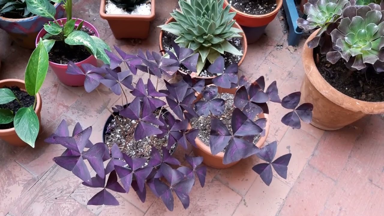 Plant Tour 2021.....ecco le mie piante.....1° parte