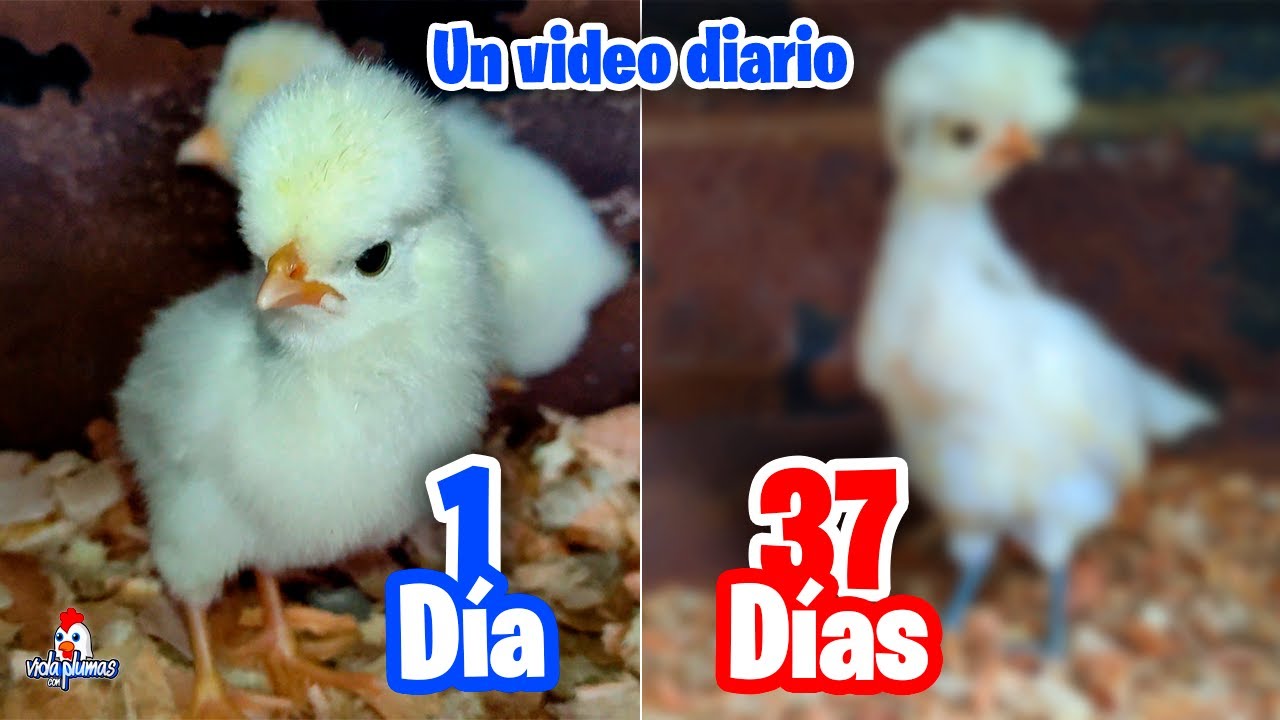 Desarrollo de pollito Polaco | Un video diario del día 1 al día 30