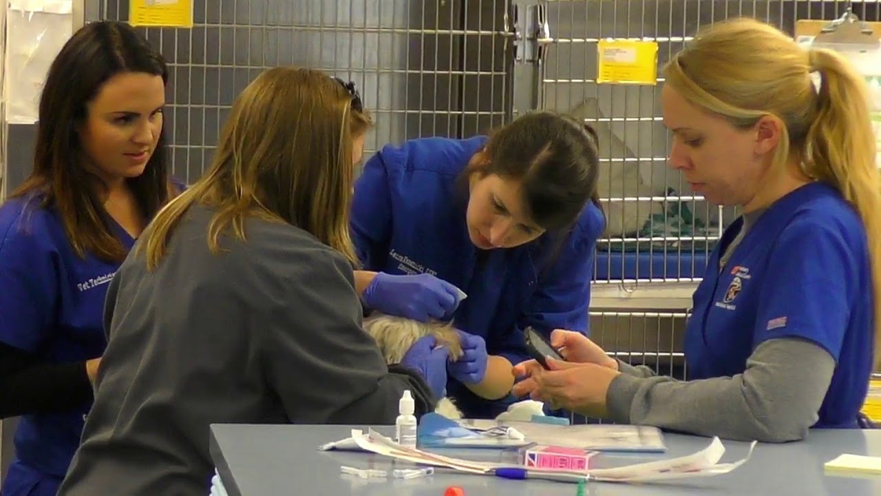 Veterinary Emergency and Critical Care at UTCVM