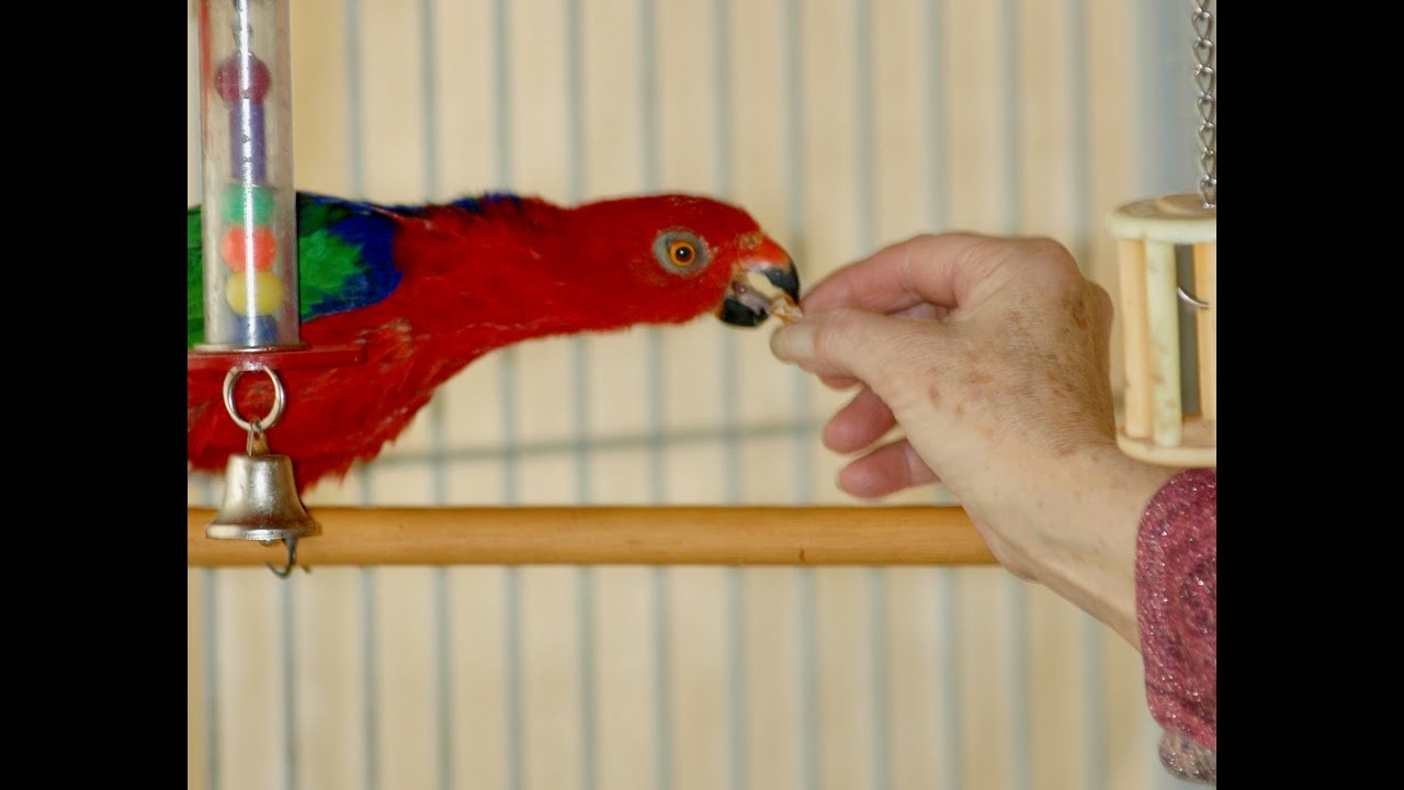 Parrot Comfort Sounds - Amboina King Parrot