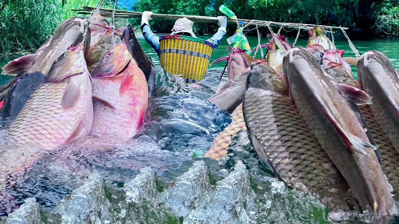 Traditional fishing skills - Single mother catches giant fish with a fishing rod across the stream.