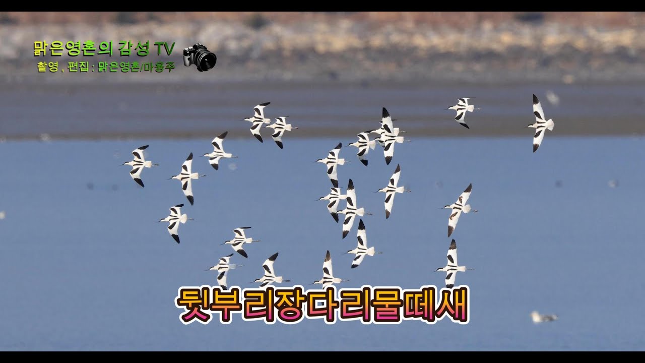 뒷부리장다리물떼새