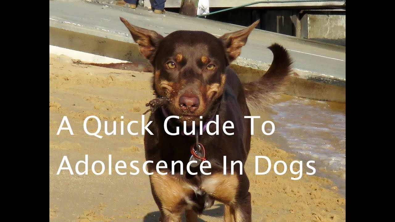 A Quick Guide to Adolescence In Dogs