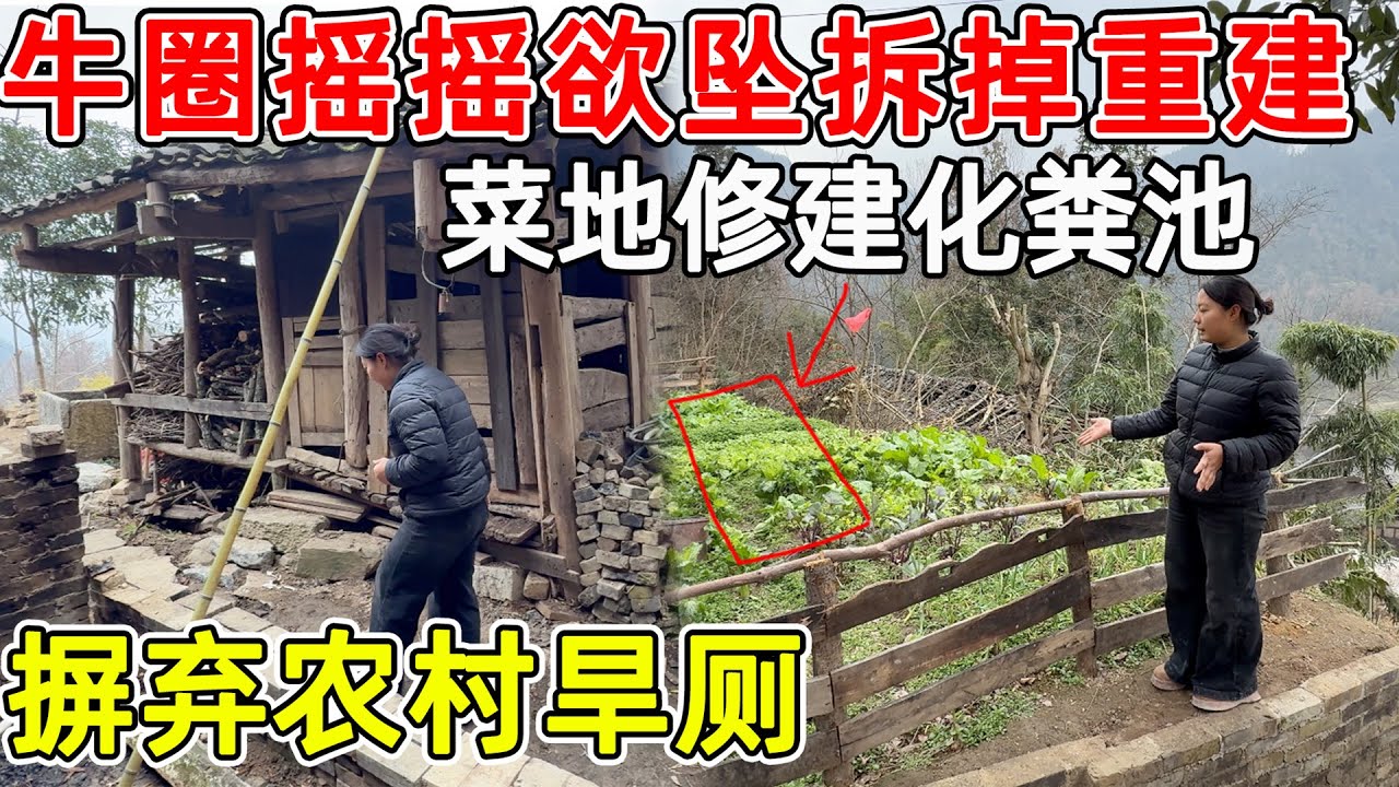 夫妻俩准备拆掉牛圈重建，把化粪池修建在菜园里  放弃农村旱厕！