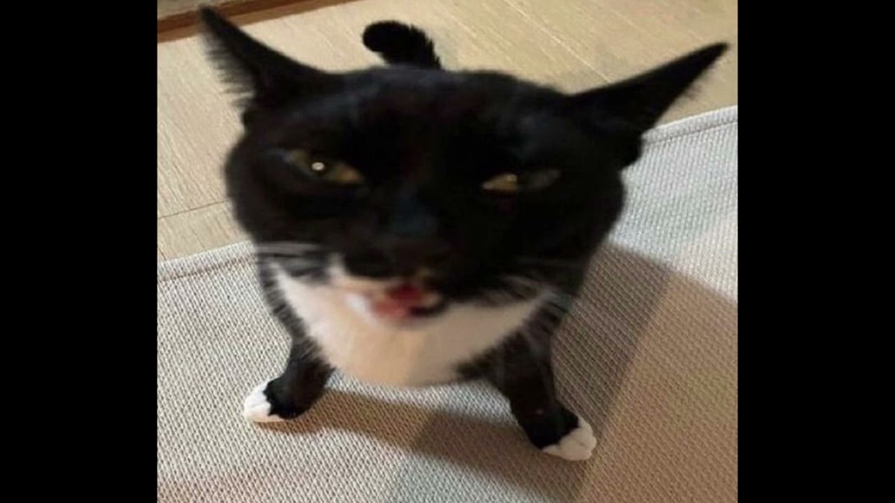 Theme of this stupid cat