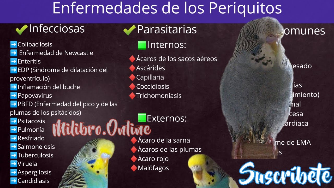 Lista de Enfermedades Mas Comunes 💉