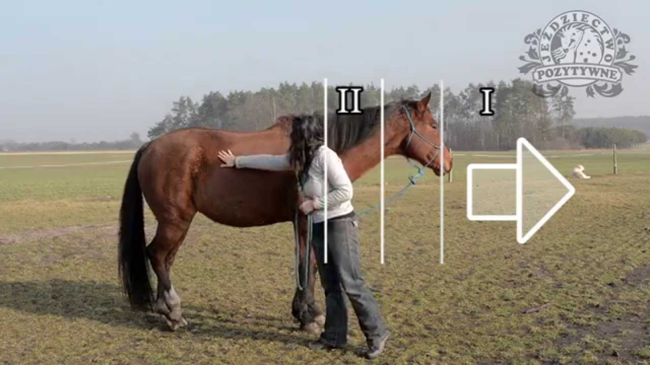 Strefy Ciała Konia