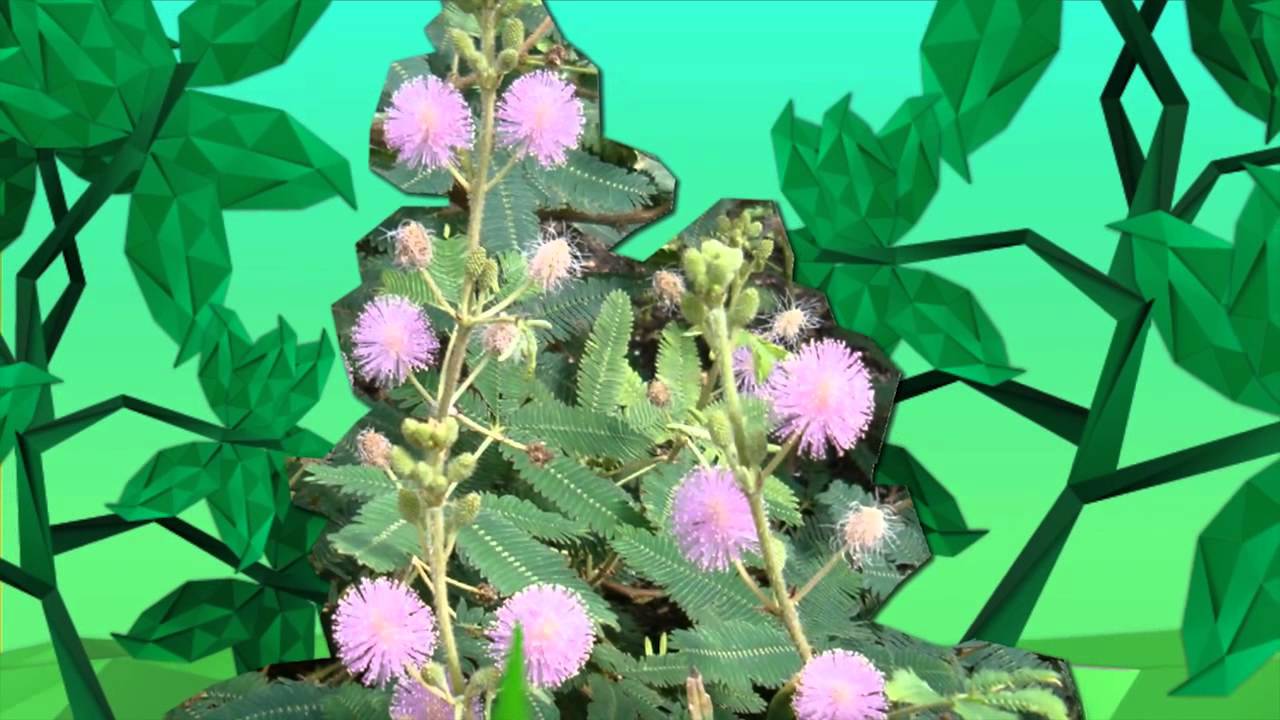 Invasive Alien Species