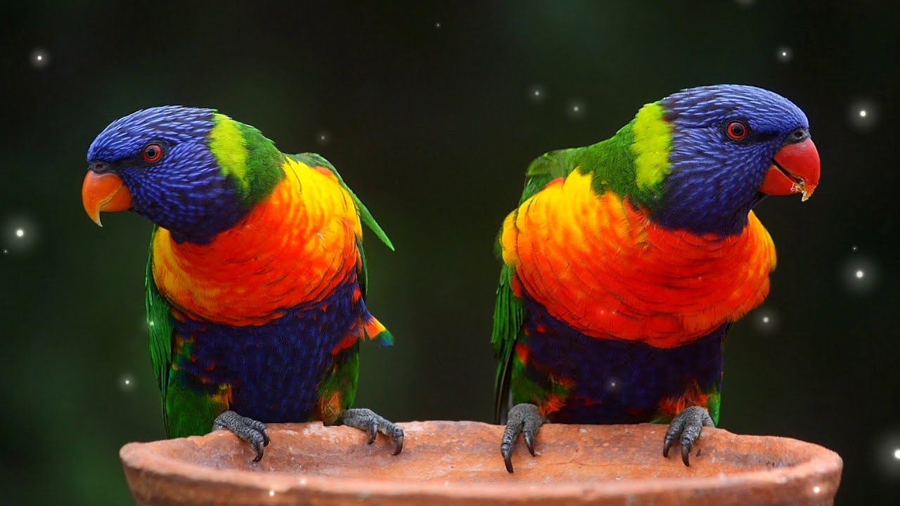 Soothing Music to Relax Your Parrots | Relaxing Parrot Music | Relaxing Music for Parrots