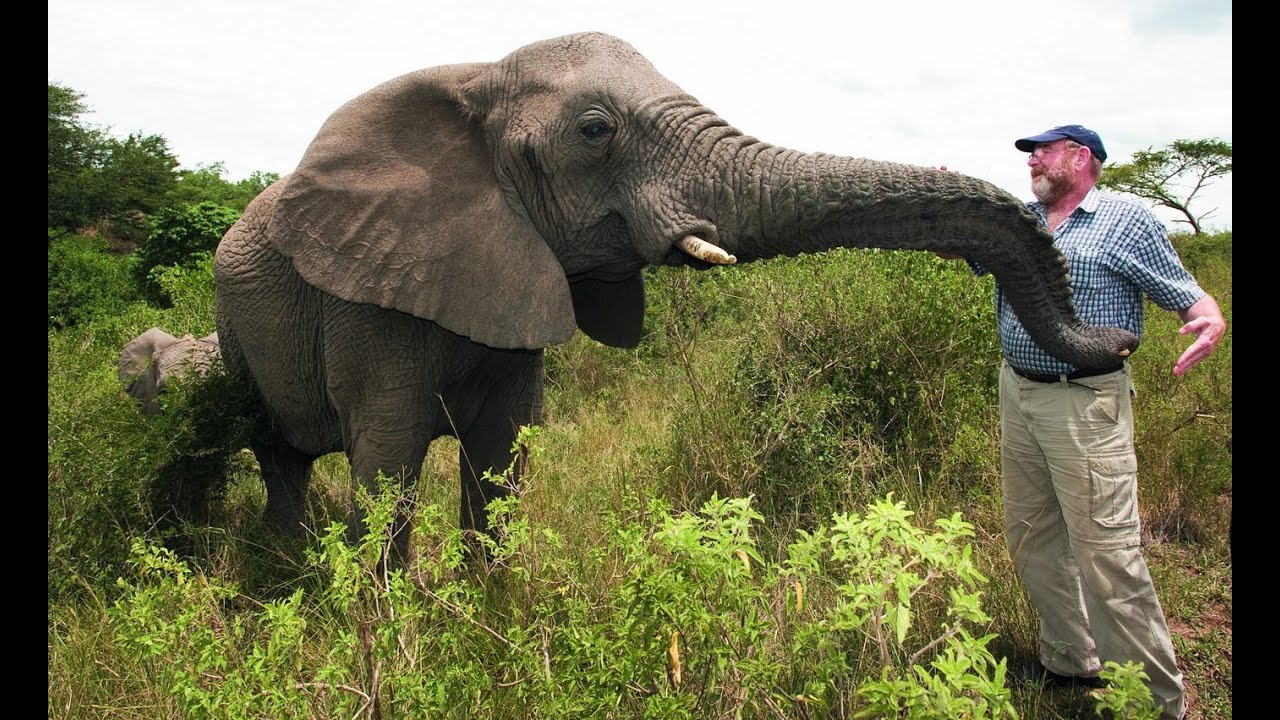 Heartbroken Elephants Mourn the Death of Their Beloved Protector! #ElephantLove #ElephantWhisperer