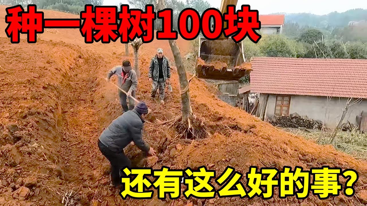 挖机种树，种一棵得100，最后手师傅得了多少钱