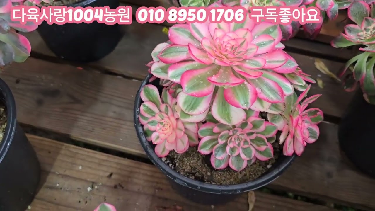 정말멋진 철화 에오니옴   국민다육군생  특가판매합니다