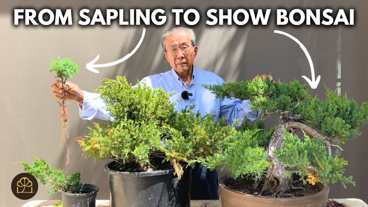 How to Grow a Juniper Bonsai: From Sapling to Show-Ready Bonsai