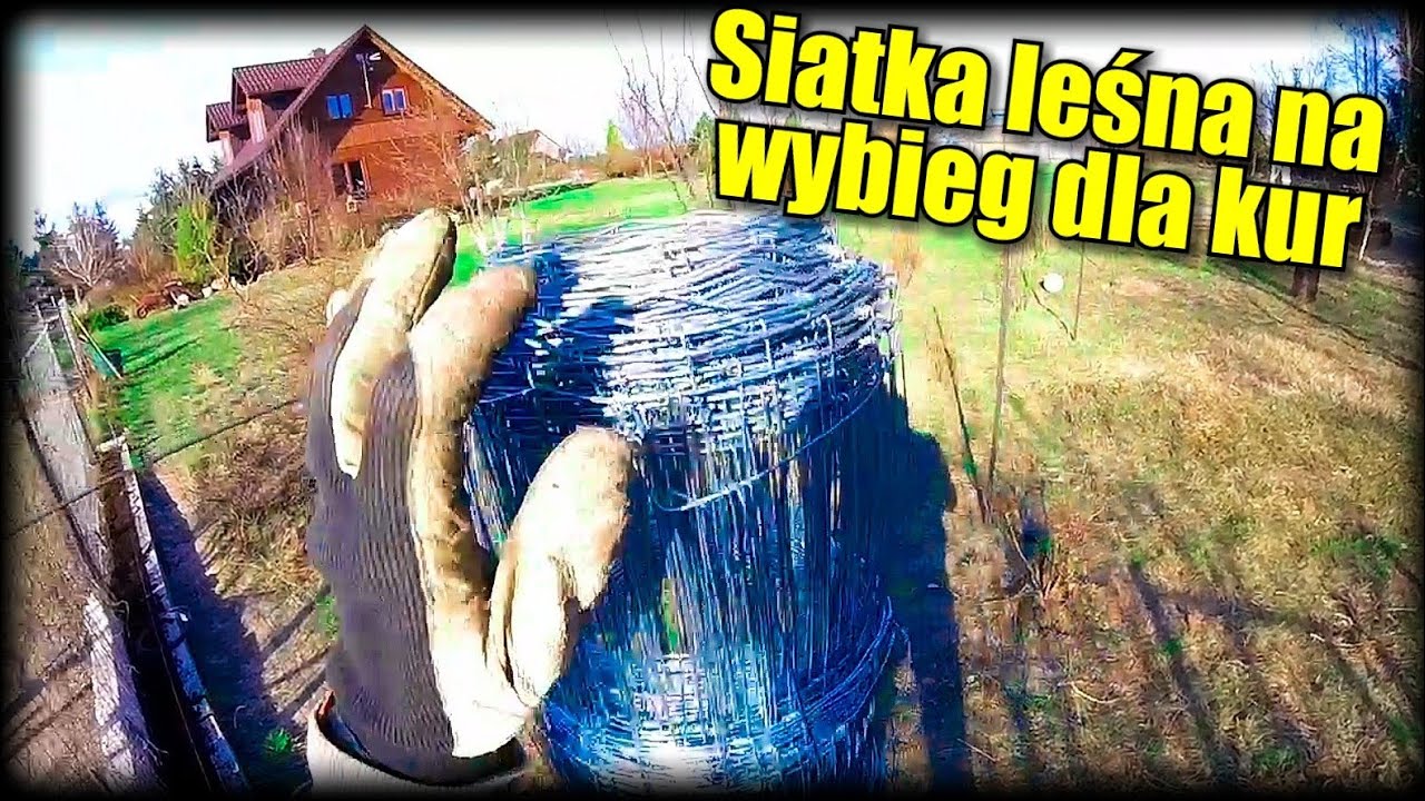 Grodzenie wybiegu dla kur siatką leśną z drobnym oczkiem. Kazik walczy z Brunerem.