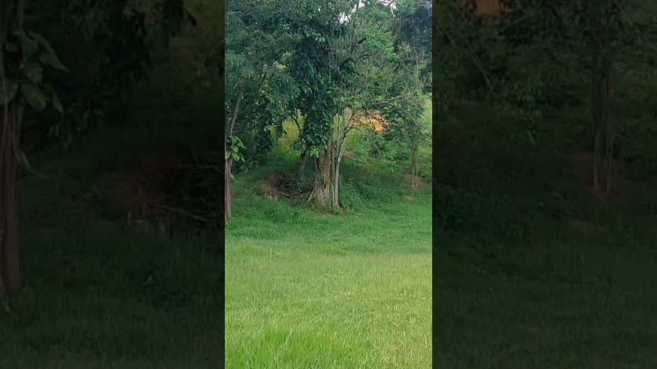 Apreciando a Natureza