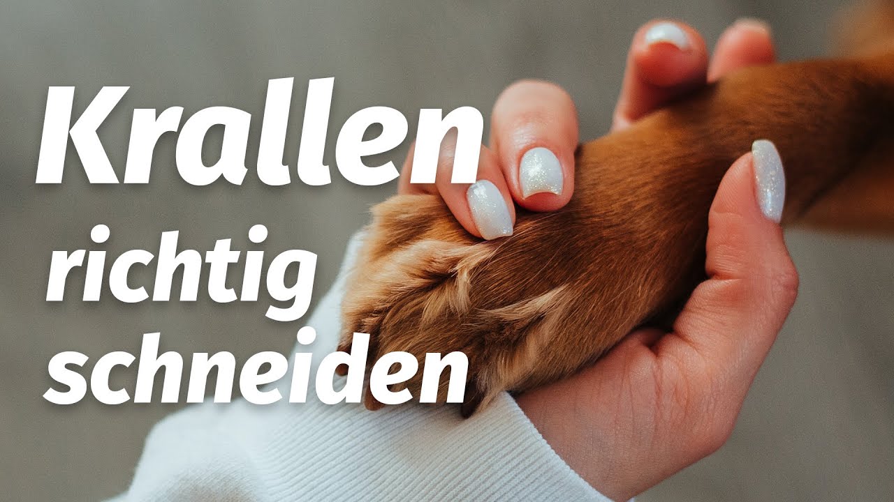 Krallen schneiden beim Hund mit Tierarzt Dr. med. vet. C. Koch | WGW #4