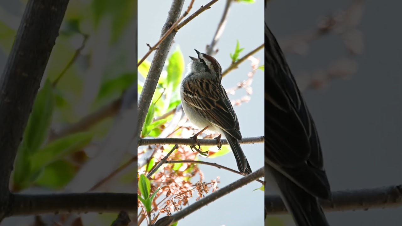 chipping sparrow bird song #shorts