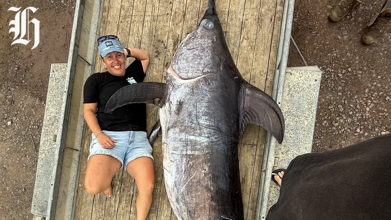 Northland angler hooks 279kg swordfish and pending women’s record