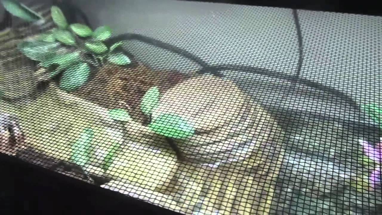 Firebelly Newt Care