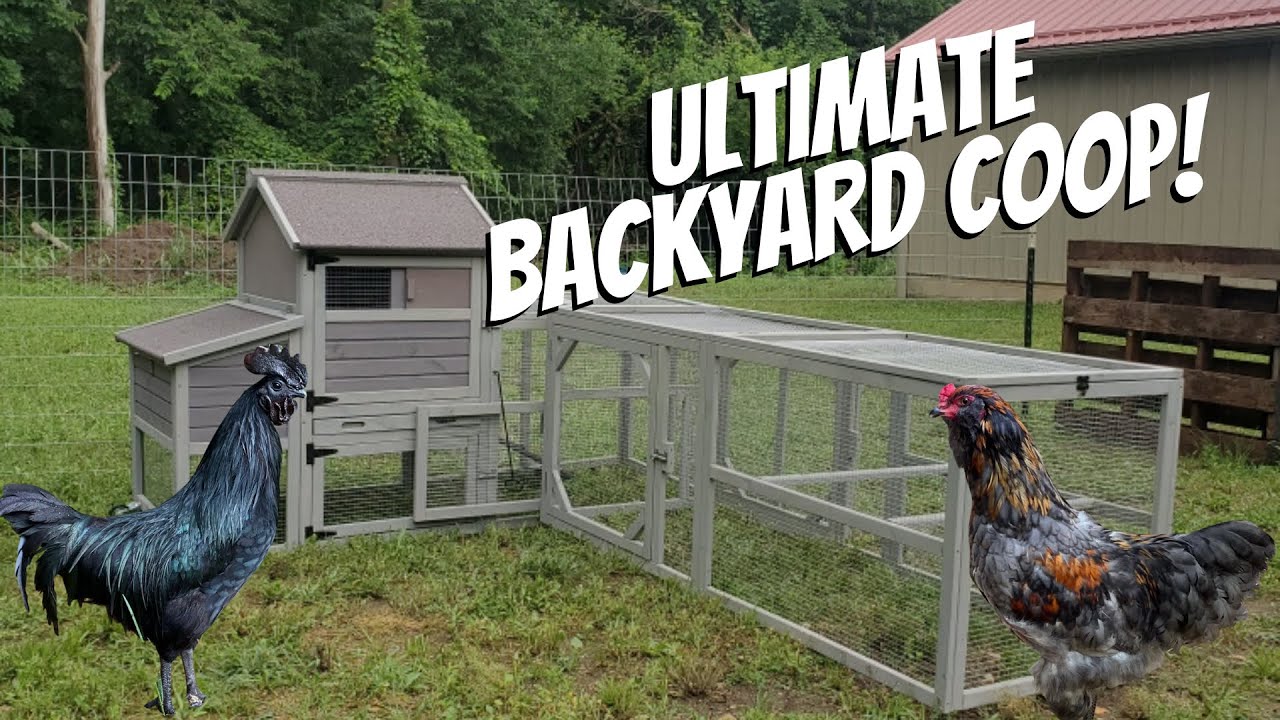 THE BEST BACKYARD CHICKEN COOP FROM AMAZON!