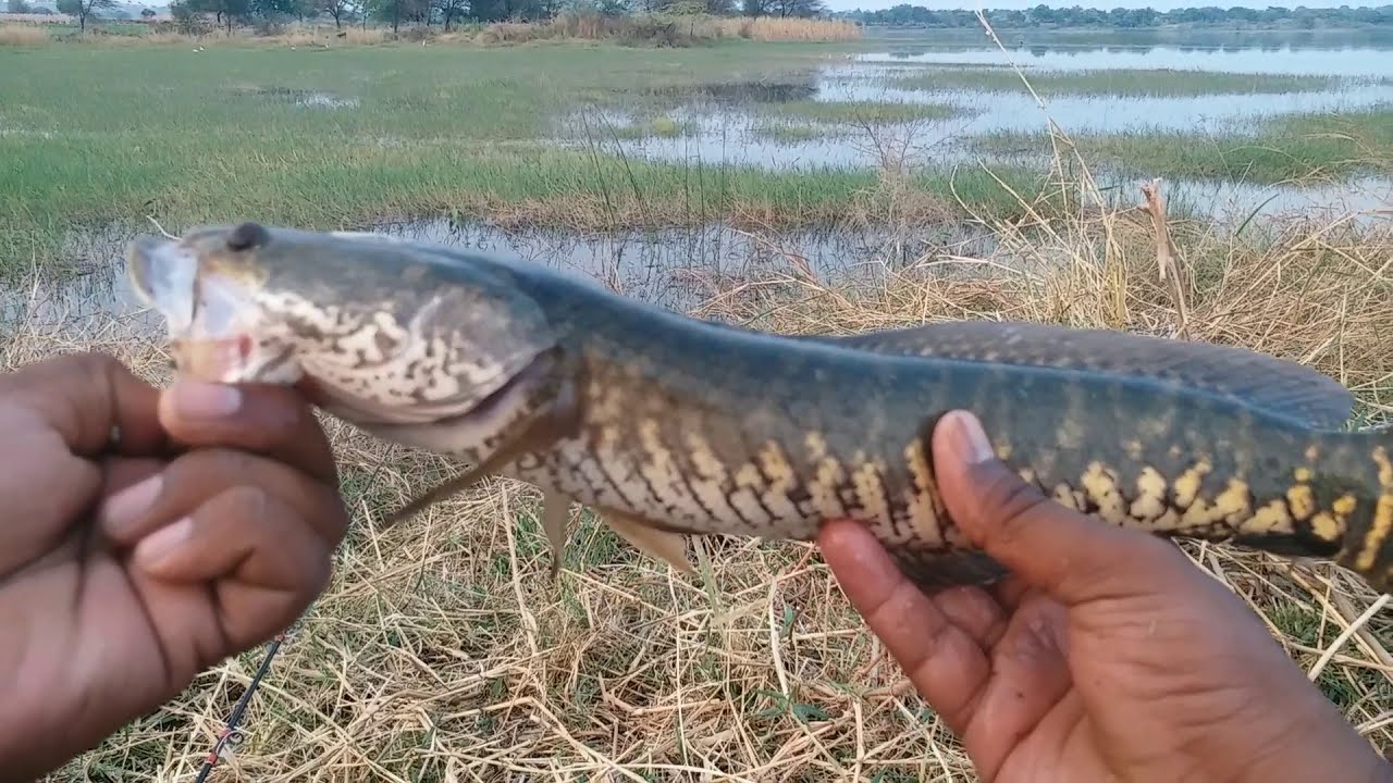 snakehead fish catch murrel hunting live bait catching #gulbargafishing