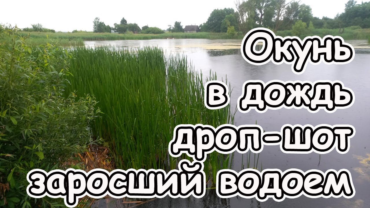 Ловля окуня в дождь на дроп-шот на заросшем водоеме летом