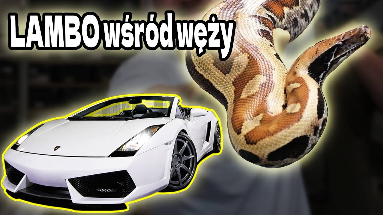 OLBRZYM DLA KAŻDEGO!!!