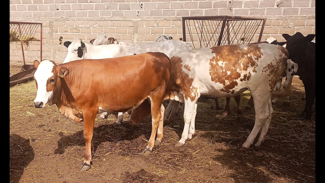 Expertise vétérinaire : visite d'achat de génisses métisses futures grandes productrices de lait.