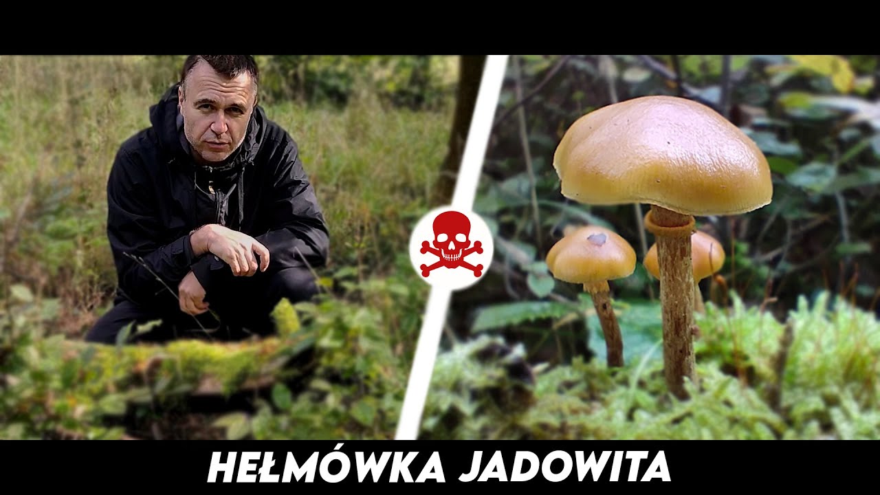 Hełmówka Jadowita - Potrafi zabić!!!
