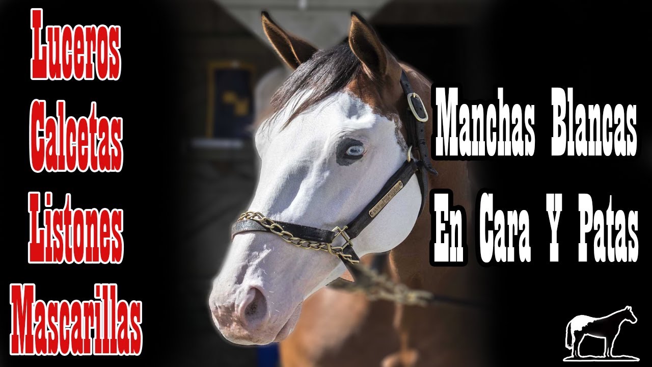 Marcas Blancas Singulares 🐴-Del Cerro Soy