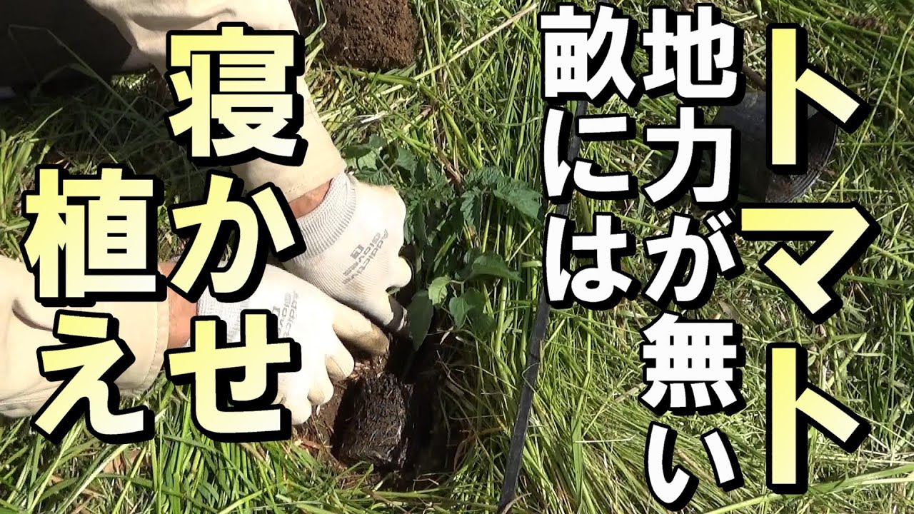 【自然農】トマトを 地力の無い場所に植えるなら「寝かせ植え」　2023年5月5日【natural farming】