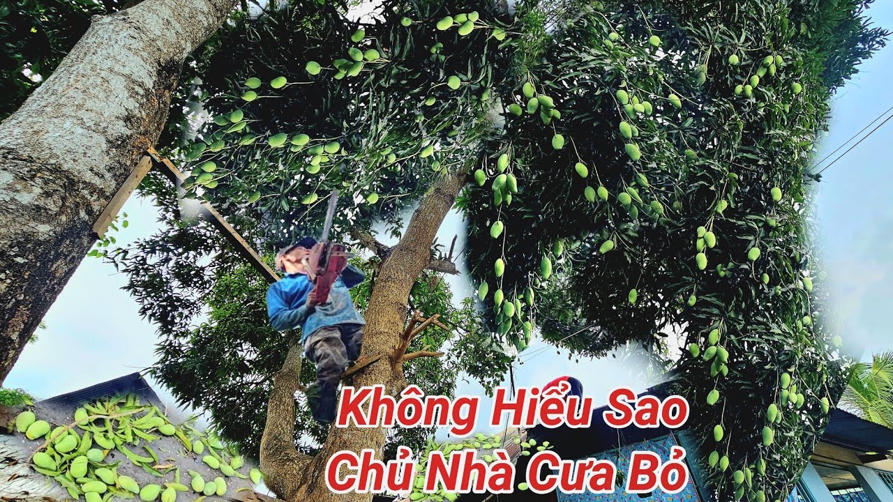 Quá Tiếc, Cưa Bỏ Cây Xoài Trái Um Tùm ,Trên Nóc Nhà  Dây Điện Như Màn Nhện,Cưa Kỹ Thuật,65