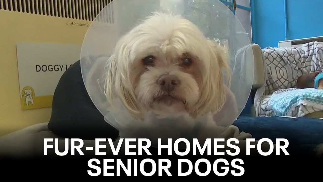 Fur-ever Home Friday: Senior dog rescue | KTVU