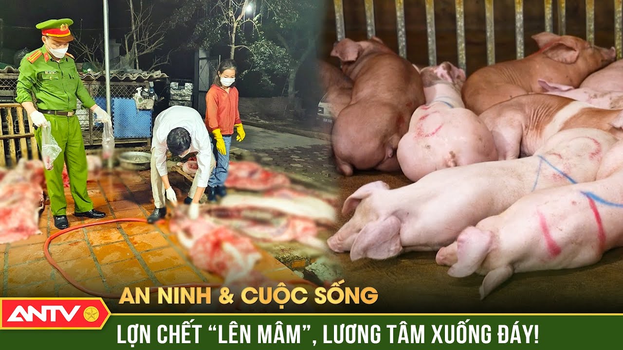 Hô biến lợn chết thành thịt sạch: Cú lừa tàn độc vì lợi nhuận! | An ninh cuộc sống | ANTV