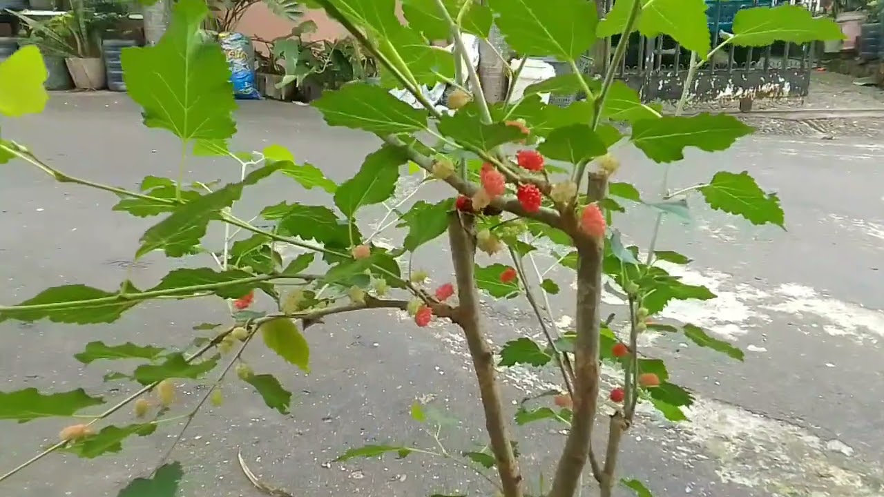 Mulberry si buah klasik