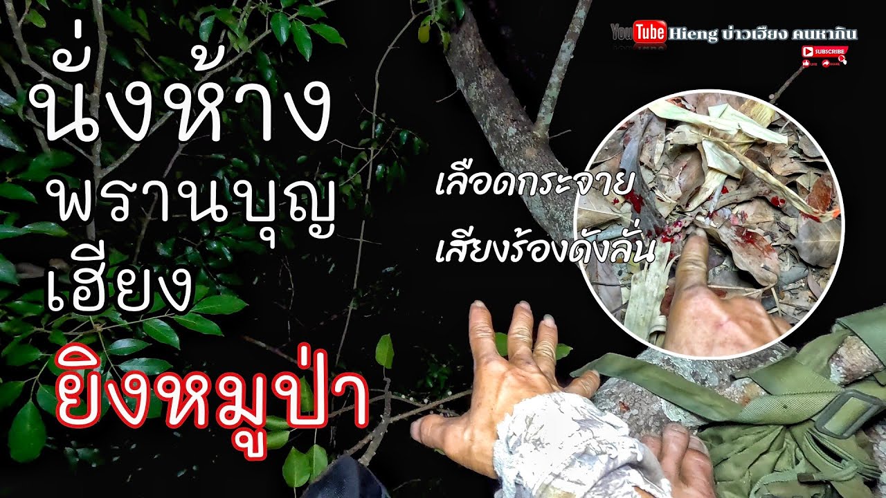 นั่งห้างพรานเฮียงยิงหมูป่าบาดเจ็บ//ນັ່ງຫ້າງພານຮຽງຍິງຫມູປ່າບາດເຈັບ Hieng บ่าวเฮียง คนหากิน