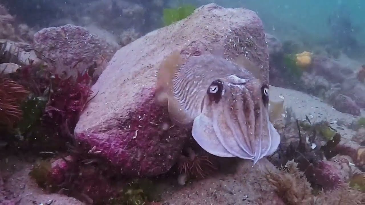 Plongées à la Ria d’Étel 🌊 | Seiches et vie marine en Bretagne