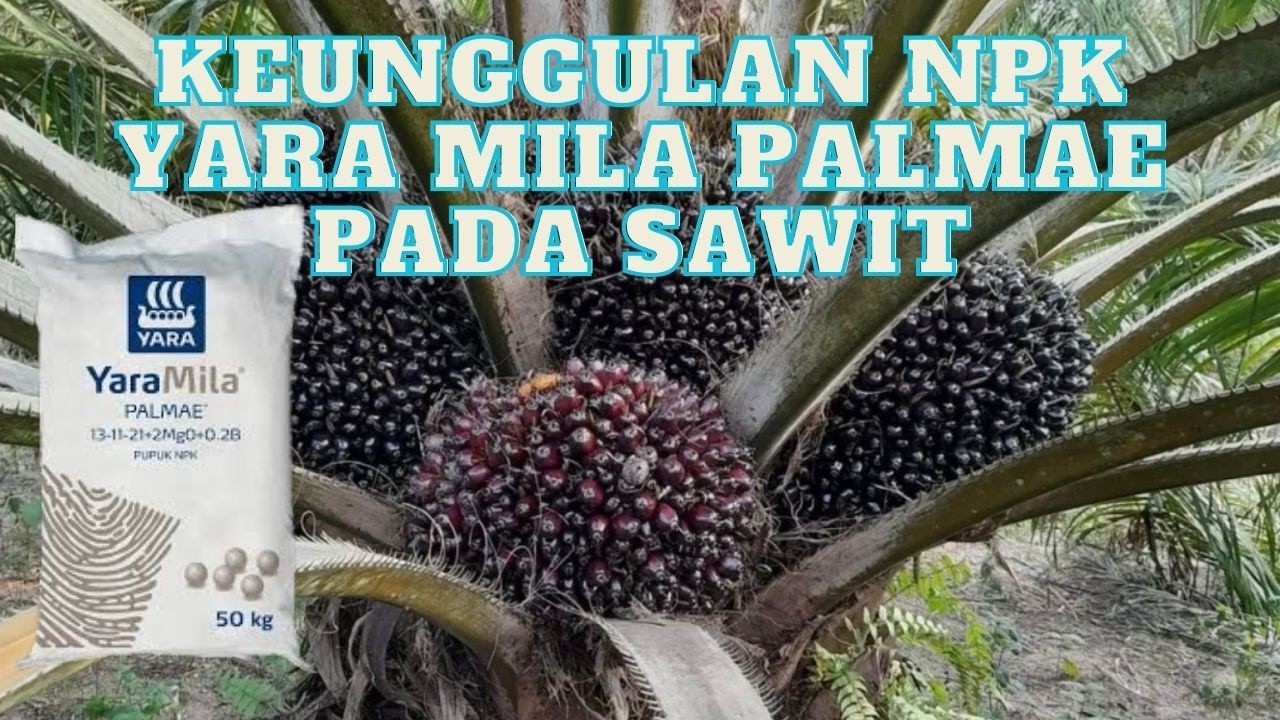 MANFAAT PUPUK NPK YARA MILA PALMAE