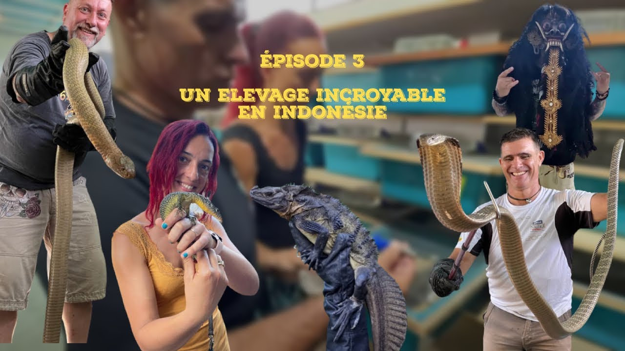 EPISODE 3 : VISITE DE L'Indonesian Reptile Conservation Center DE BALI (cet élevage est incroyable!)