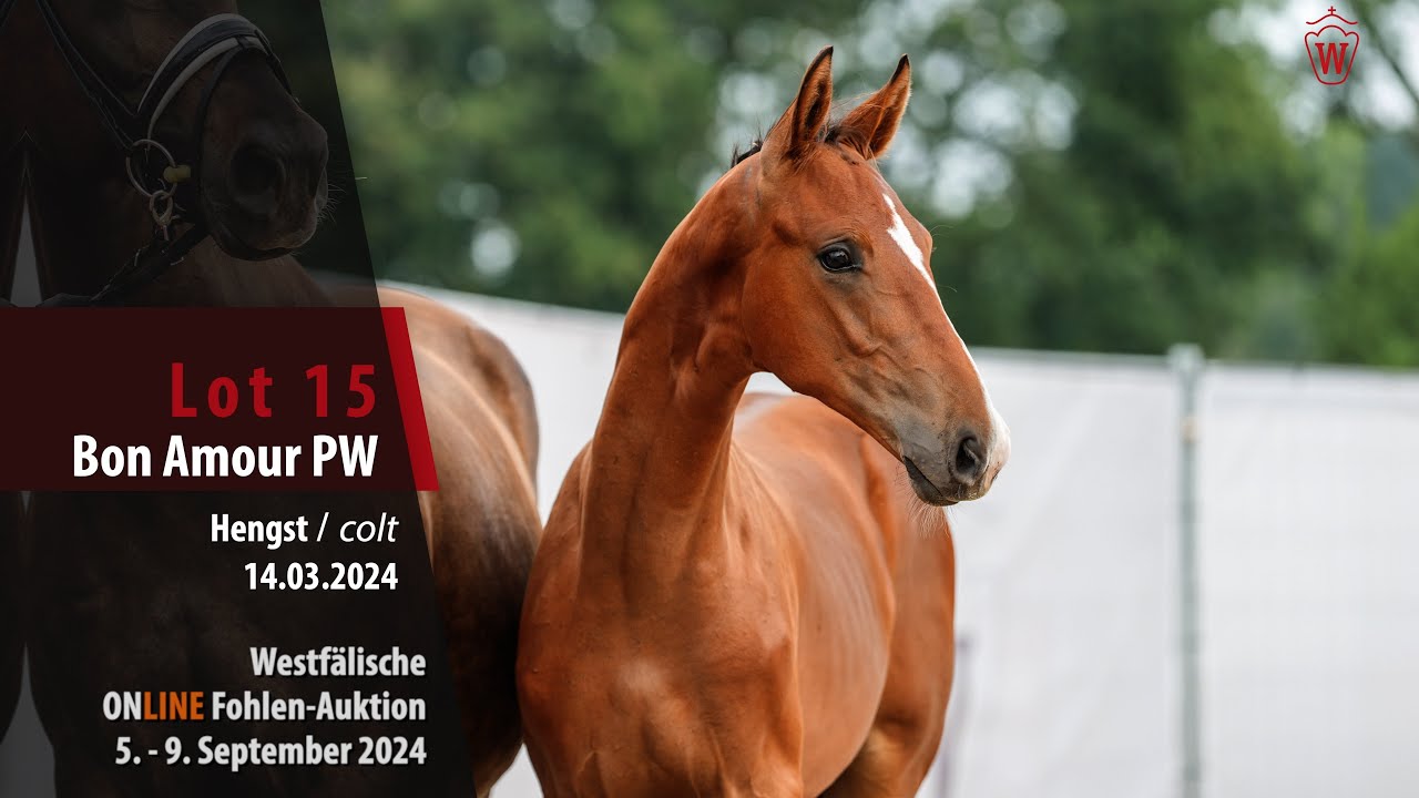 ONLINE Fohlen-Auktion Lot 15 Bon Amour PW Hengst v. Bonds - Flatley