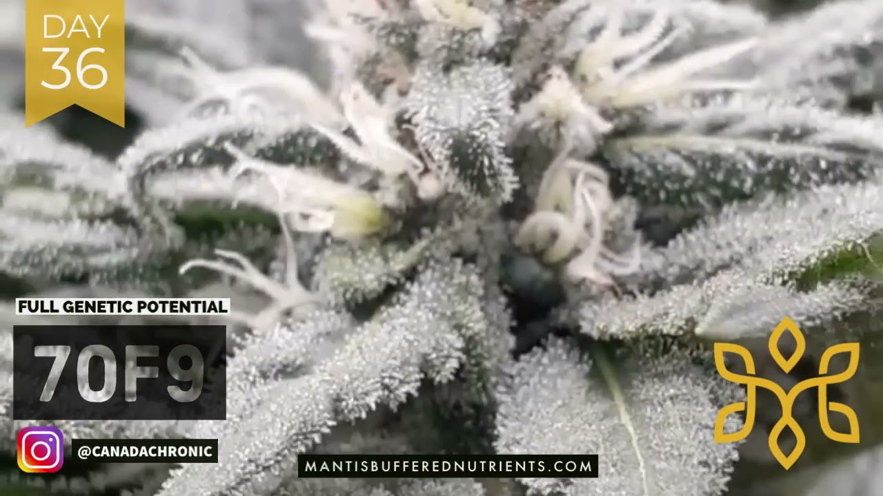 Full Genetic Potential The Power of MANTIS&trade; Buffered Nutrients by CanGenX&trade; Biotech