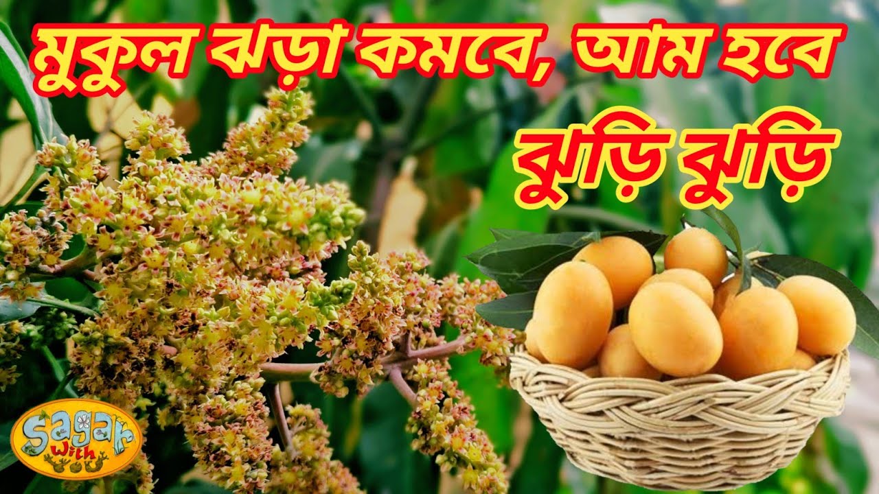 আম গাছে মুকুল এলে কি কি পরিচর্যা করতে হবে || Special care of mango tree blossoms ||