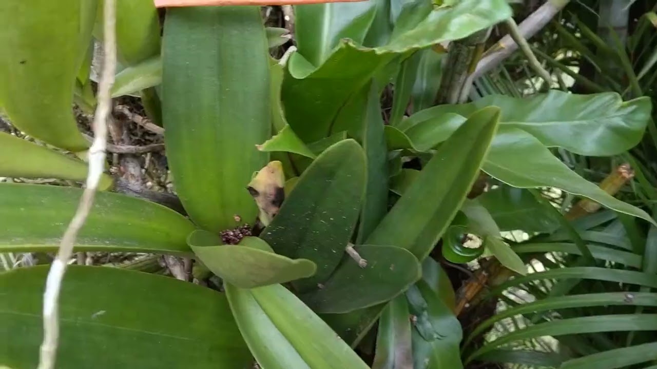 Plants growing anywhere 