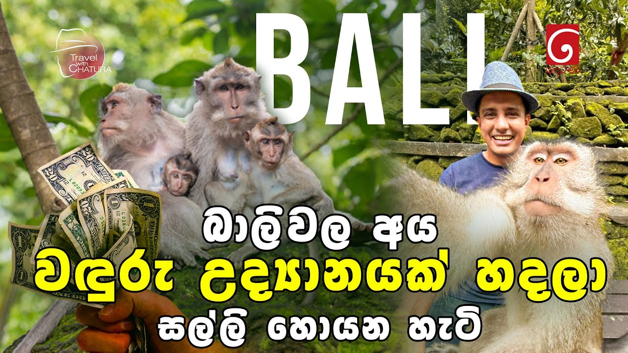 බාලිවල අය වඳුරු උද්‍යානයක් හදලා සල්ලි හොයන හැටි | Travel with Chatura Bali
